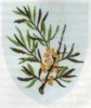 Arms (crest) of the Vest Vendsyssel Division, YMCA Scouts Denmark